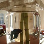 column fish bowl