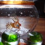 glass fish bowl